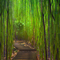 Bamboo Forest In Road