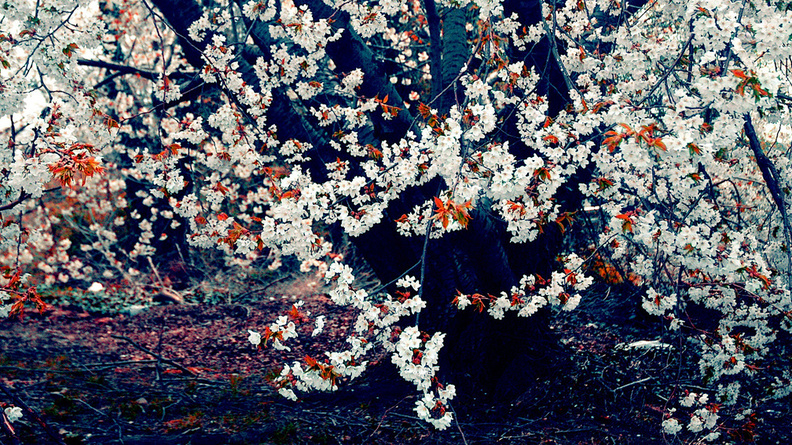 Nice_Flower_In_Tree.jpg