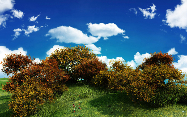 Sky_and_trees.jpg