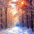 Snowy_Forest_Road.jpg