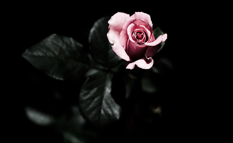 single_pink_rose.jpg