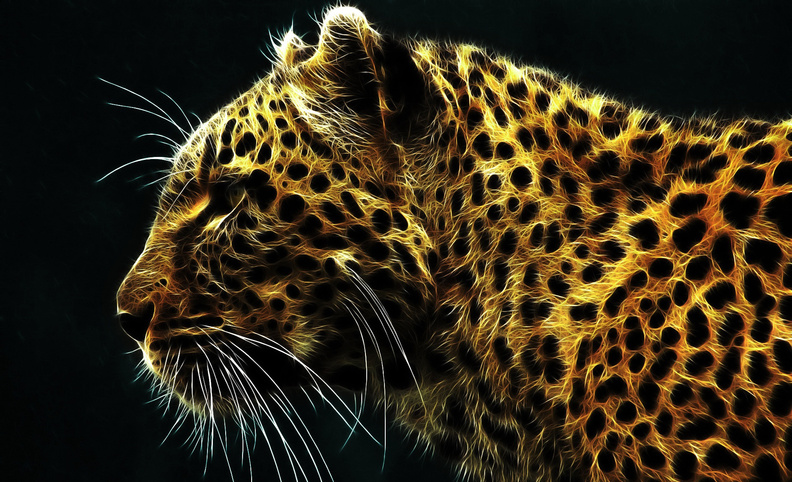 leopard_2.jpg