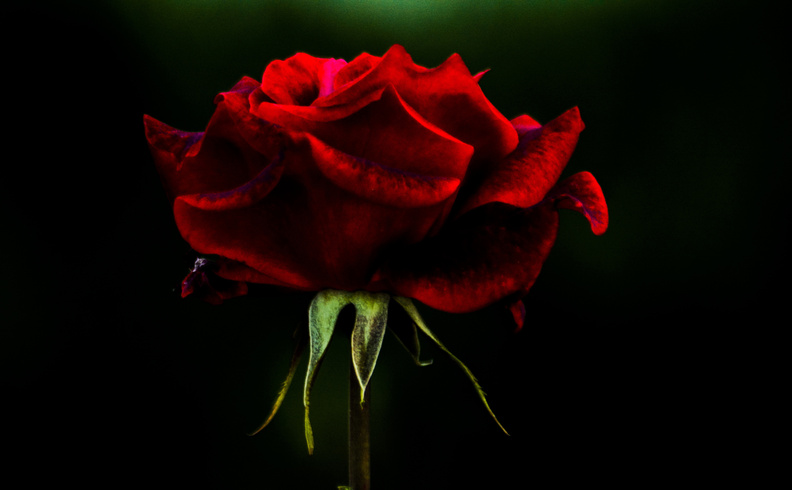 rose_flower.jpg
