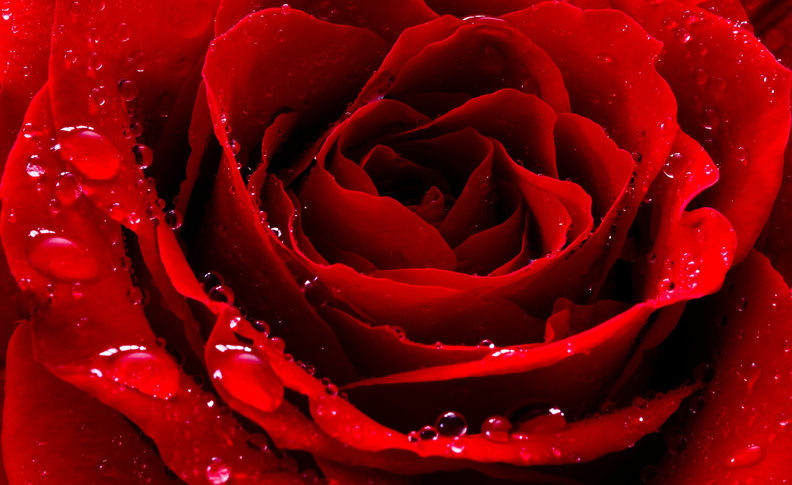 red_love_rose.jpg