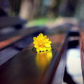 romantic bench