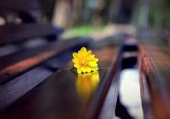 romantic bench