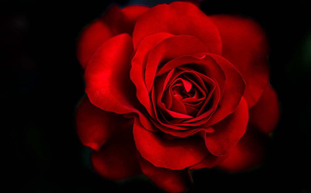red rose 15