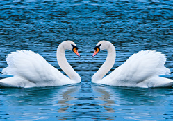 two swans