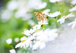 Butterfly on Daisy Flowers