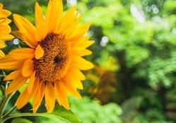 Cute Sunflower