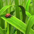 Robot Ladybug