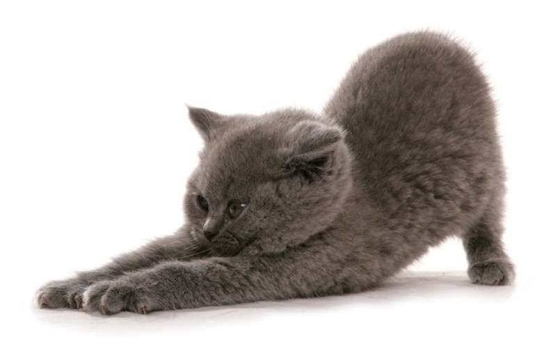 Kitten_Stretch.jpg