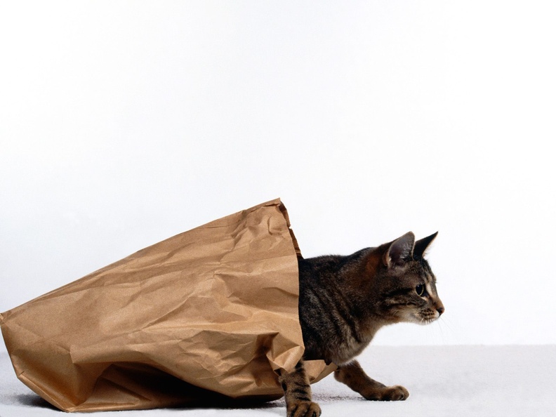 Cat_In_Bag.jpg
