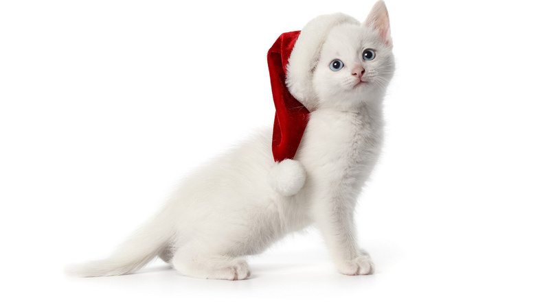 White_Santa_Cat.jpg