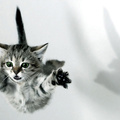 Cat Jump