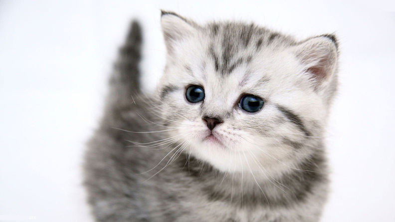Cute_Gray_Cat.jpg