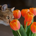 Cat Tulips