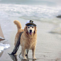 Dog Sailor