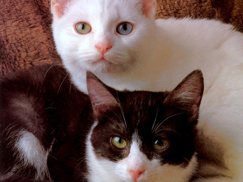 Black_And_White_Kittens_Close_Up.jpg