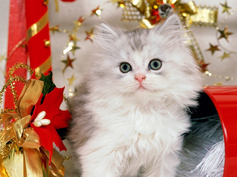 Christmas_Kitten.jpg