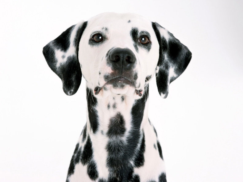 Dalmatian_Dog.jpg
