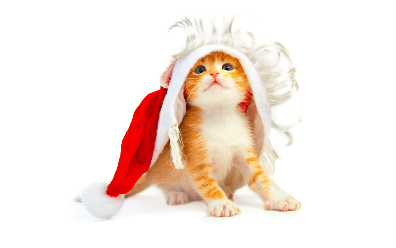 Cat_Funny_Santa_Hat.jpg
