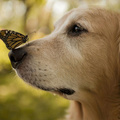 Butterfly Dog