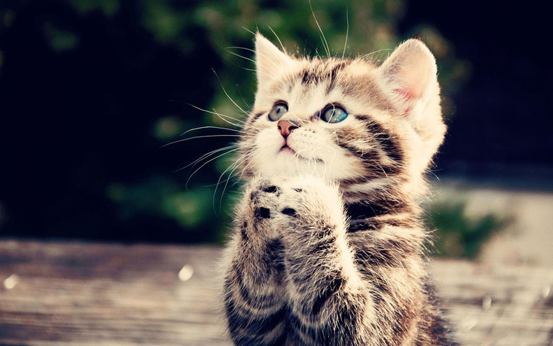 Cute_Cat_Praying.jpg