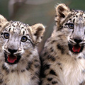 Two Snow Leopa