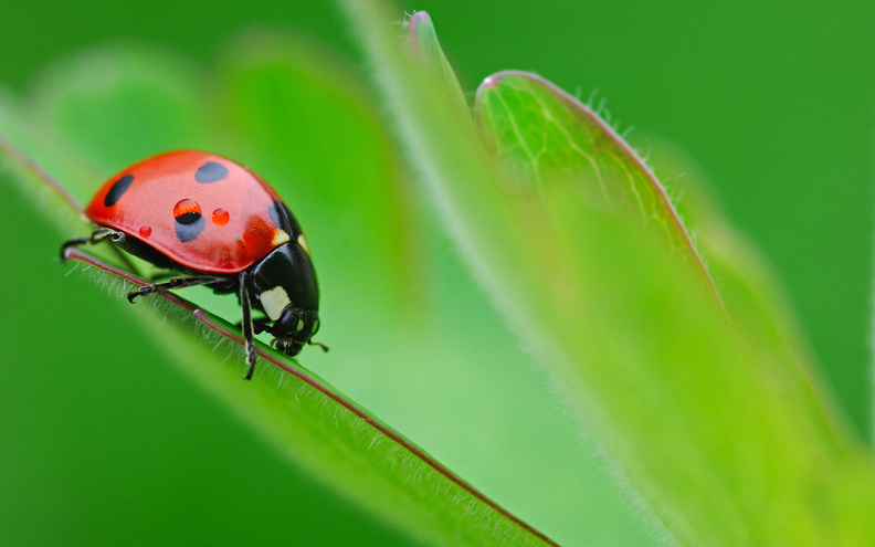 The_Ladybug.jpg