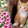 Ginger Cat And Foxgloves
