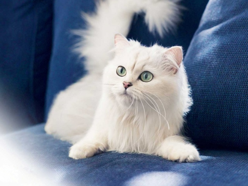 White_Furry_Kitten.jpg