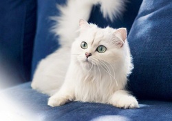 White Furry Kitten