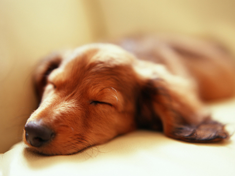 Sleeping_Dog.jpg