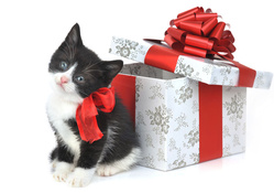Sweet Kitty As A Gift