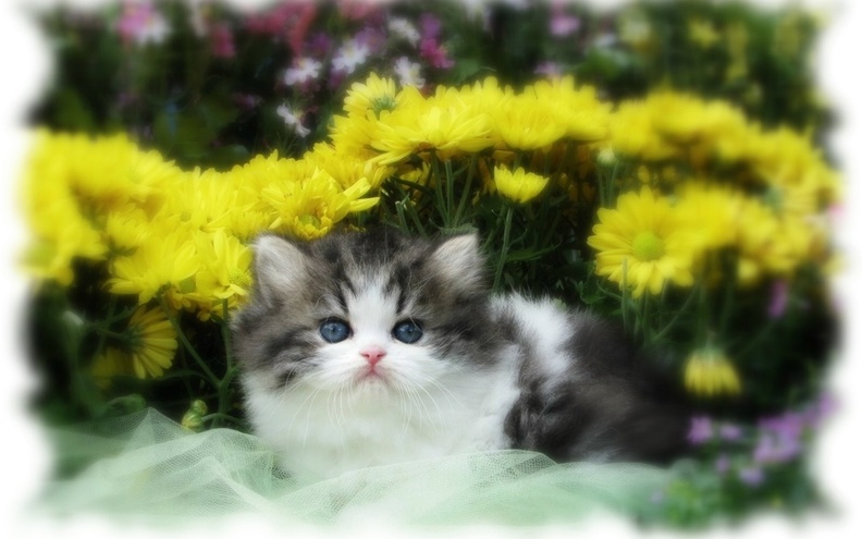 Pussycat_Among_Yellow_Flowers.jpg