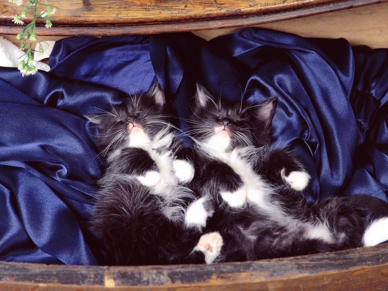 Domestic Medium Hair Kittens