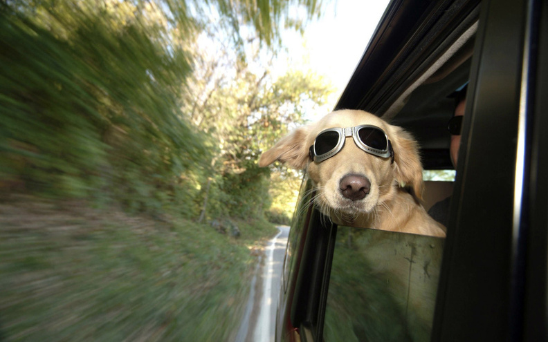 Dog_Sunglasses.jpg