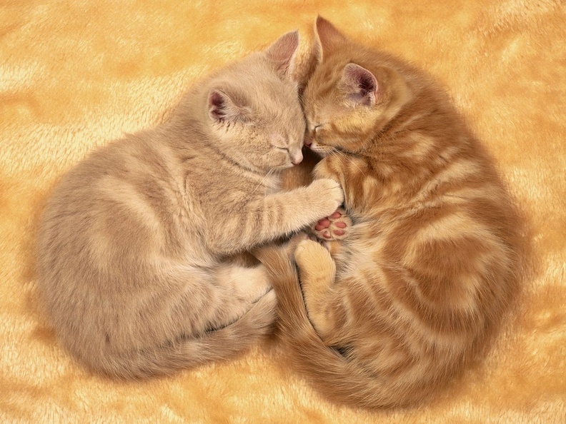 Kitties.jpg