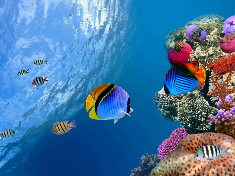 Fishes_And_Corals.jpg