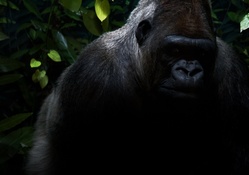 Gorilla In The Jungle
