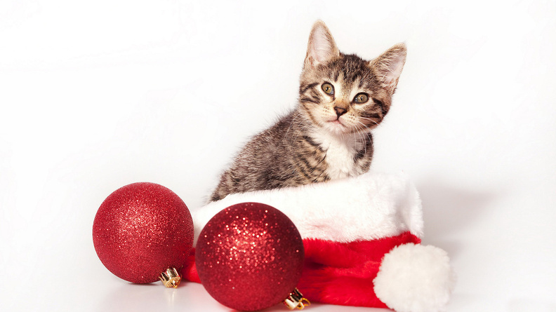Cat_In_A_Santa_Claus_Hat.jpg