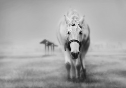 Horse Black N White