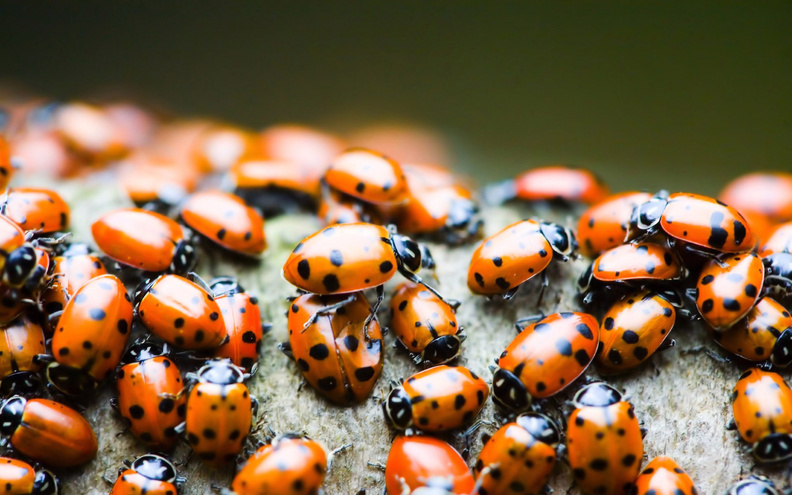 Ladybird_Beetles.jpg
