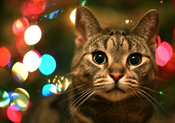 Christmas Lights Cat