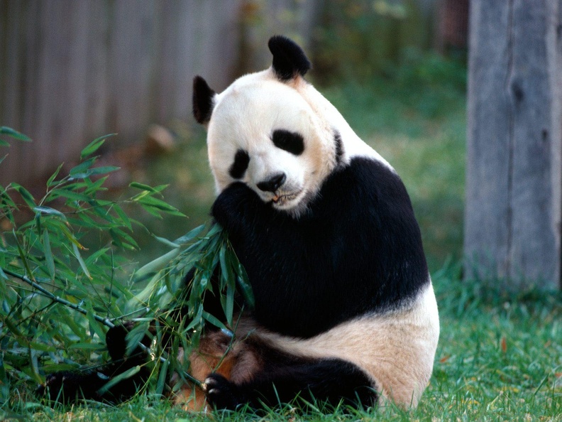 Panda_Bear.jpg