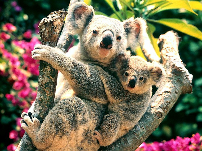Koalas_Australi.jpg