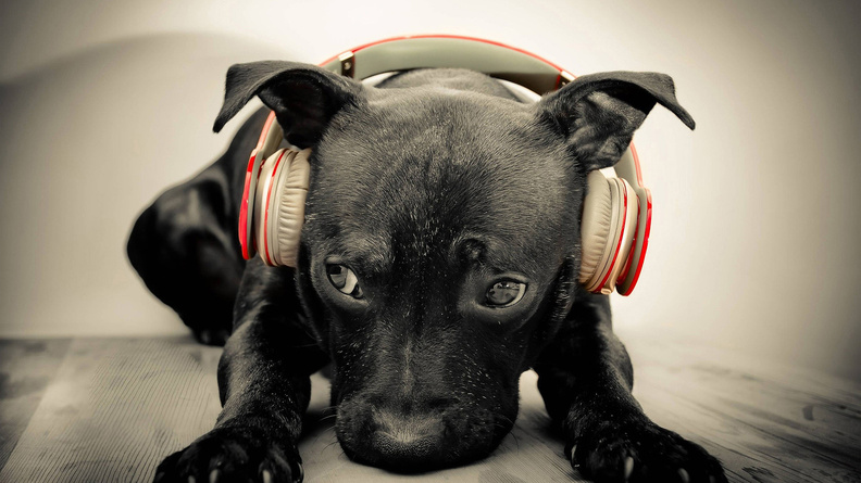 Dog_Headphones.jpg