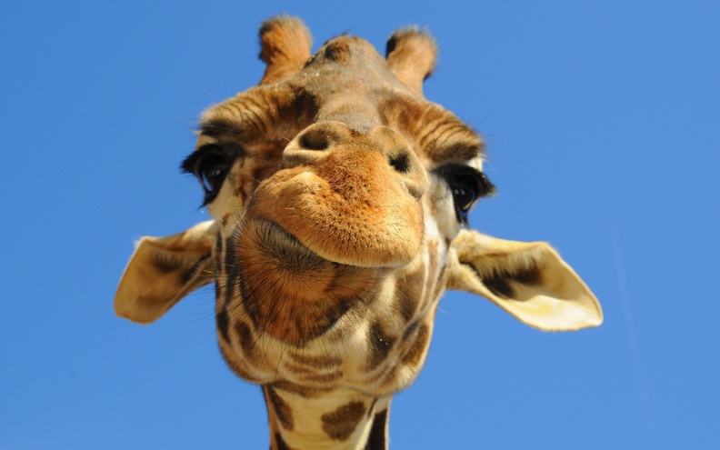 Funny_Giraffe.jpg