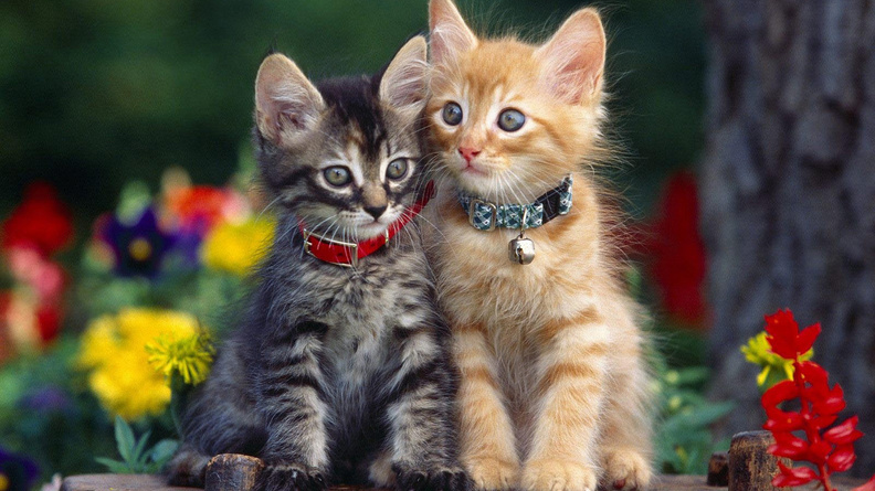 Two_Kitten_Par.jpg